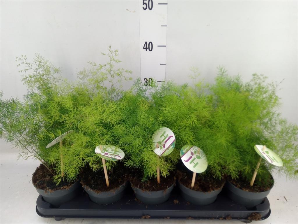 Горшечные цветы и растения оптом Asparagus Umbellatus от 10шт из Голландии с доставкой по России