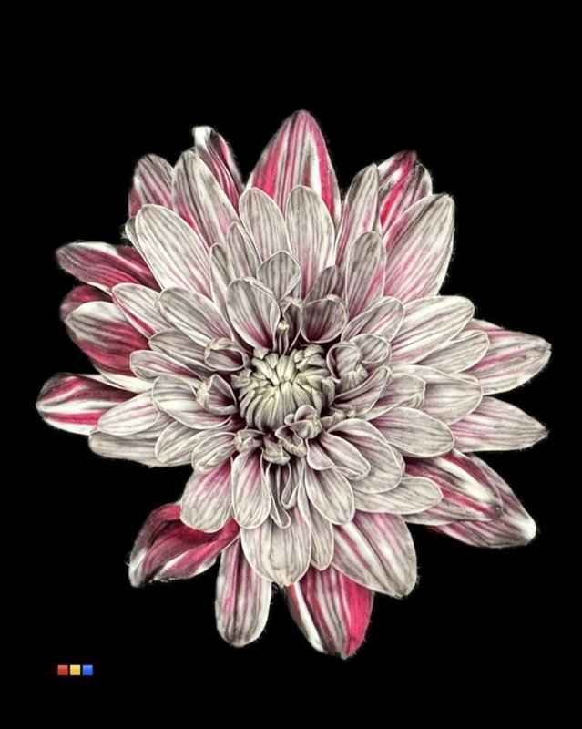Срезанные цветы оптом Chrys sp paint baltica roulette 2 colour от 40шт из Голландии с доставкой по России