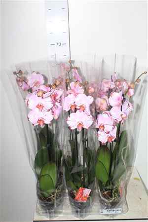 Горшечные цветы и растения оптом Phal F Magic Art 2 Branche 16+ от 6шт из Голландии с доставкой по России