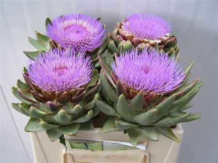 Срезанные цветы оптом Cynara scolymus purple от 4шт из Голландии с доставкой по России