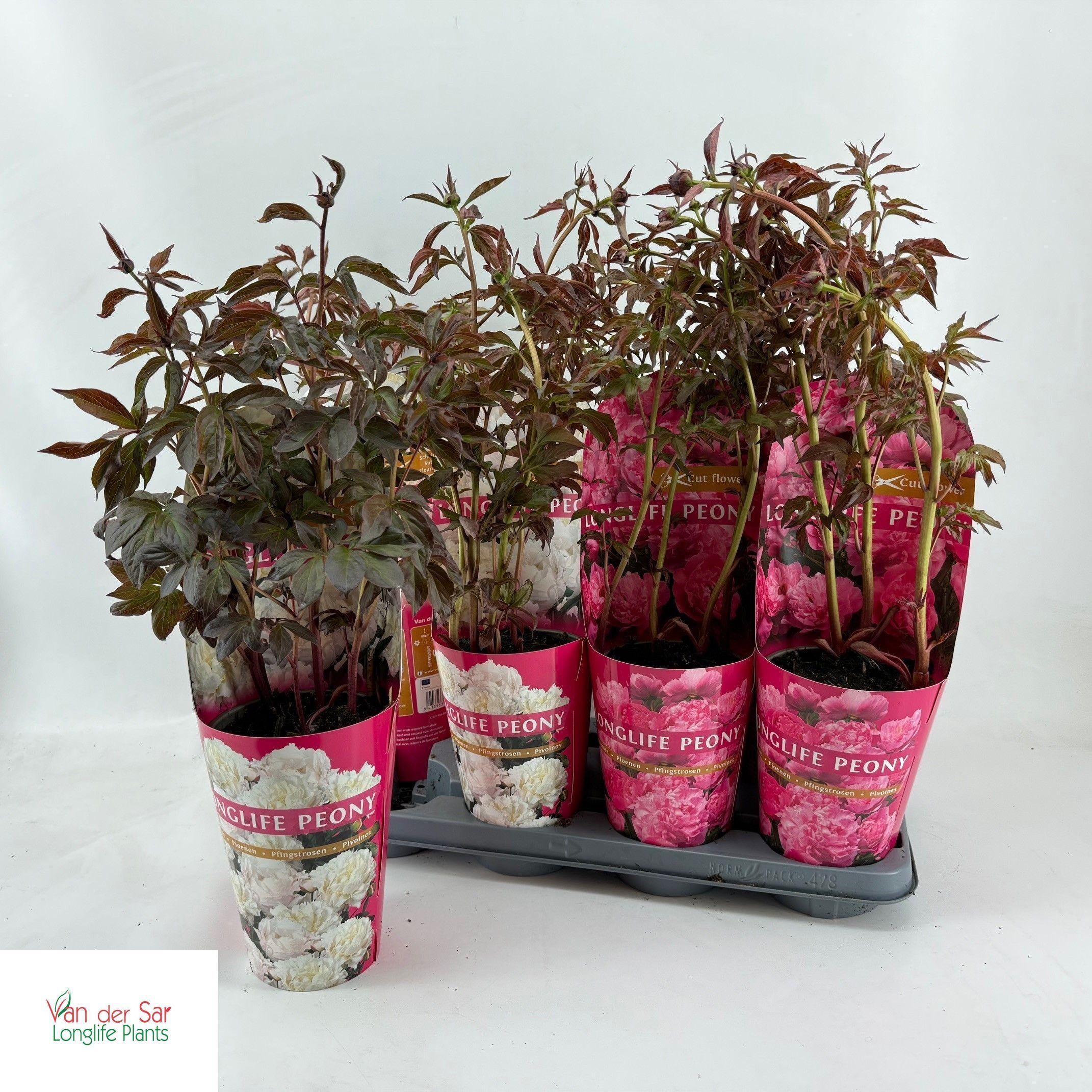 Горшечные цветы и растения оптом Paeonia Gem от 8шт из Голландии с доставкой по России