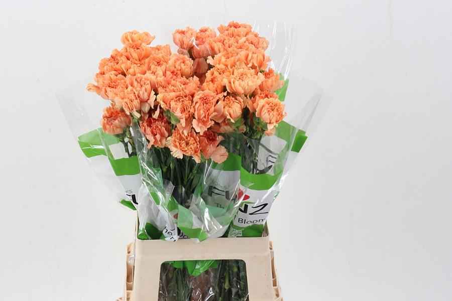 Срезанные цветы оптом Dianthus st caramel cowboy от 80шт из Голландии с доставкой по России