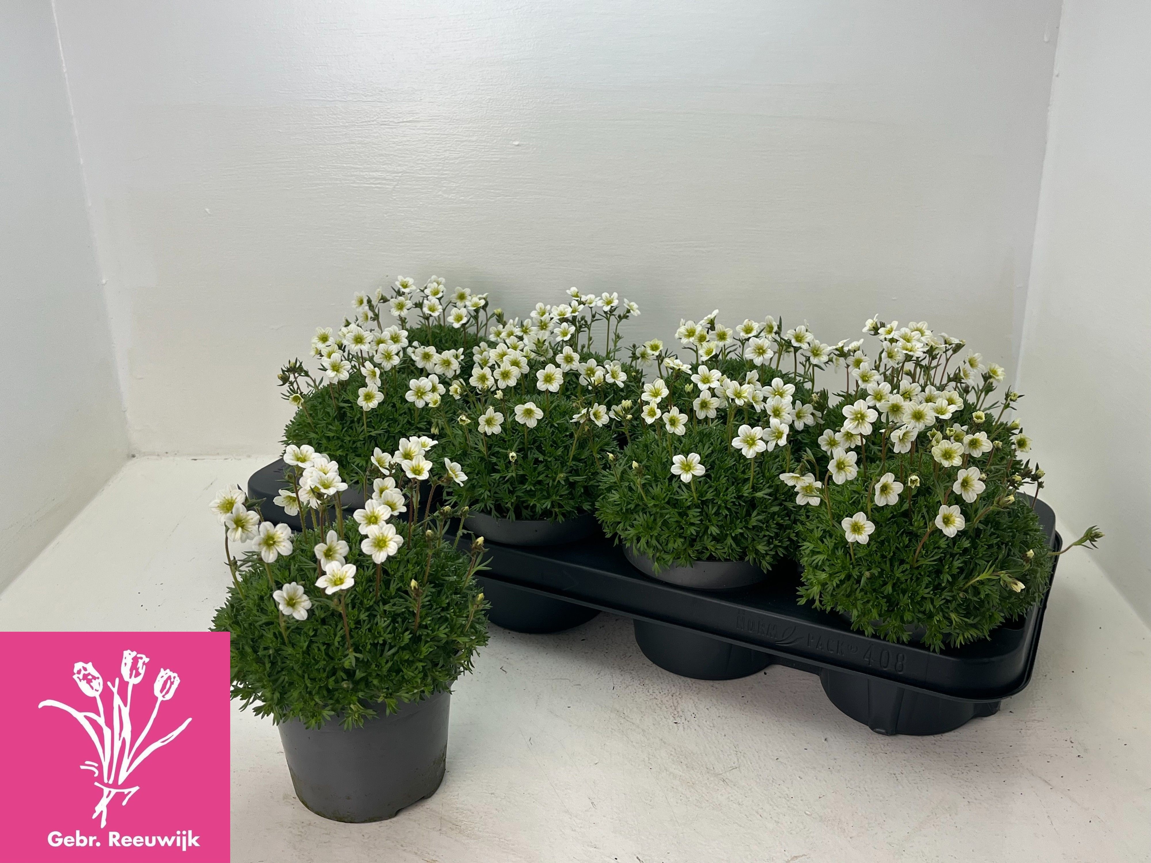 Горшечные цветы и растения оптом Saxif Ar Marto White от 8шт из Голландии с доставкой по России