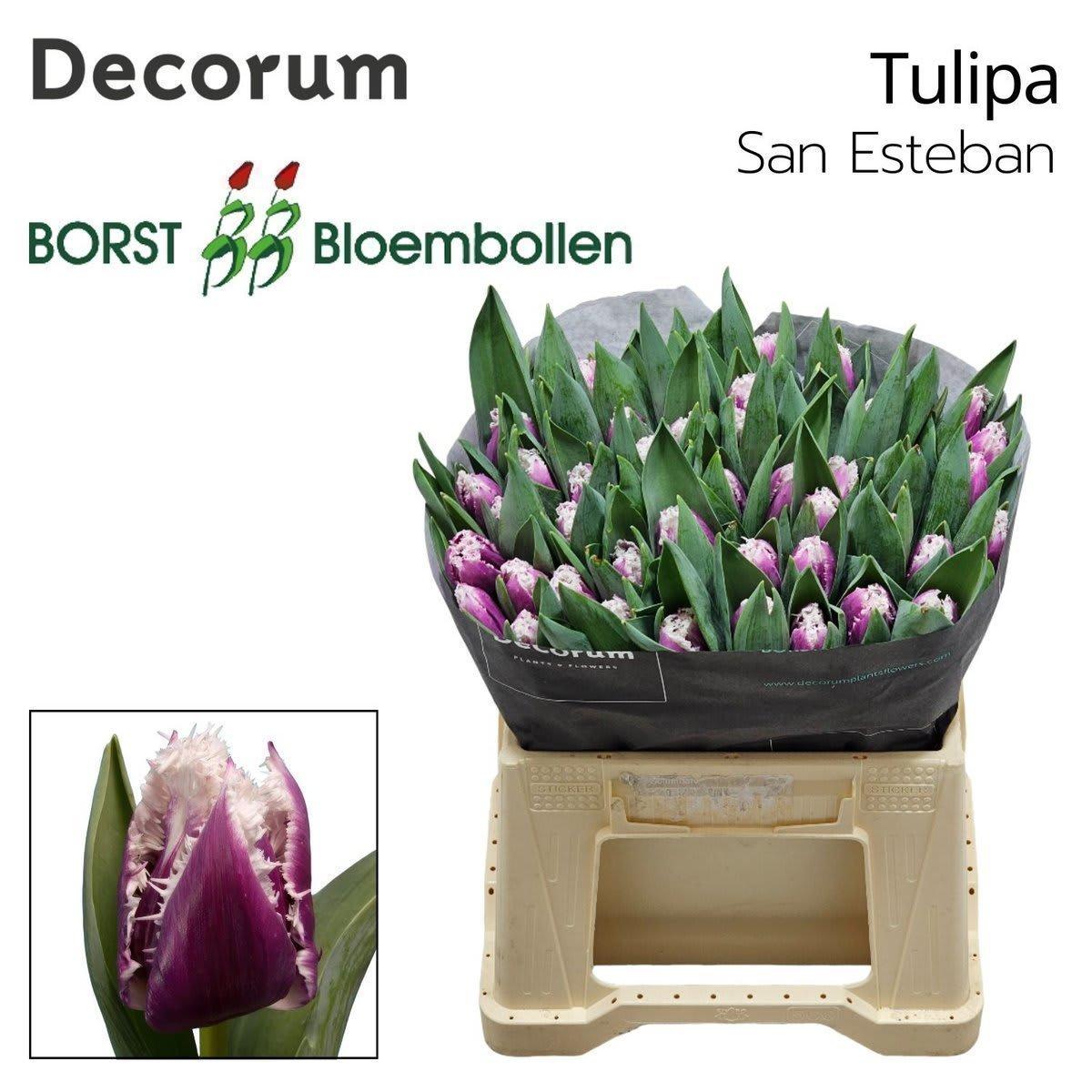 Срезанные цветы оптом Tulipa fr san esteban от 50шт из Голландии с доставкой по России
