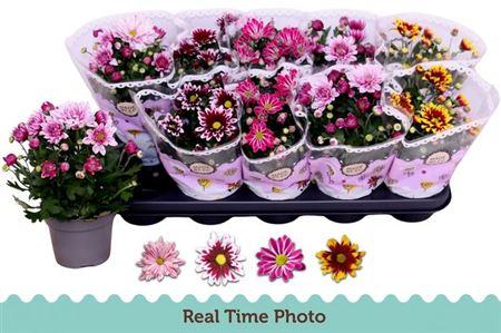 Горшечные цветы и растения оптом Chrys Special Mix от 10шт из Голландии с доставкой по России