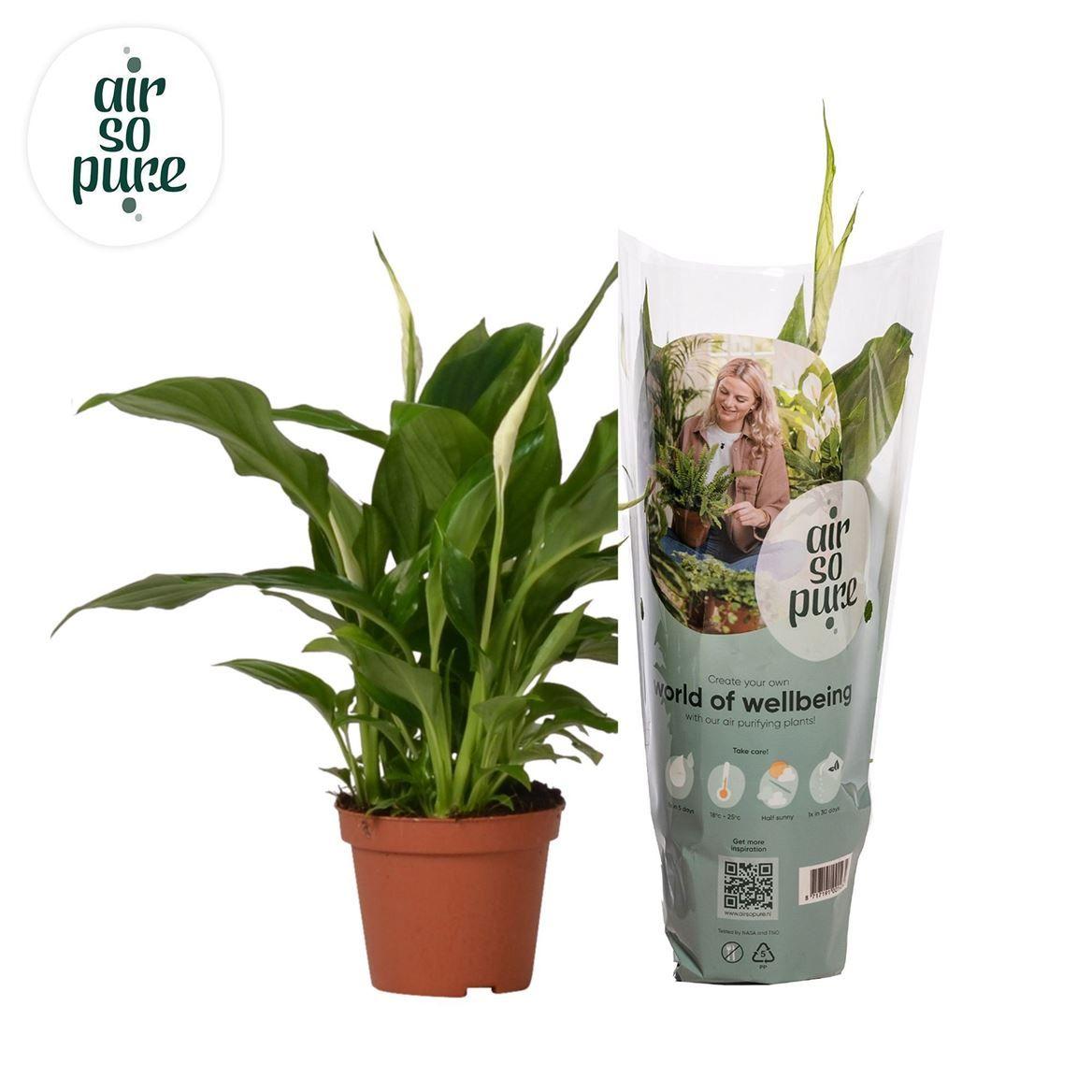 Горшечные цветы и растения оптом Spath Chopin 3+ (air So Pure) от 18шт (для телеги) из Голландии с доставкой по России