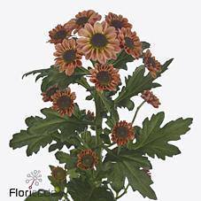 Срезанные цветы оптом Chrys sa yin yang smokey от 75шт из Голландии с доставкой по России