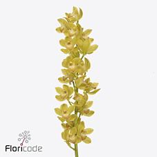 Срезанные цветы оптом Minicymbidium lemon curd от 5шт. из Голландии с доставкой по России