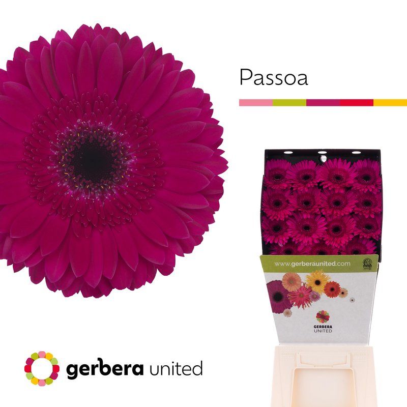 Срезанные цветы оптом Gerbera diamond passoa от 15шт из Голландии с доставкой по России