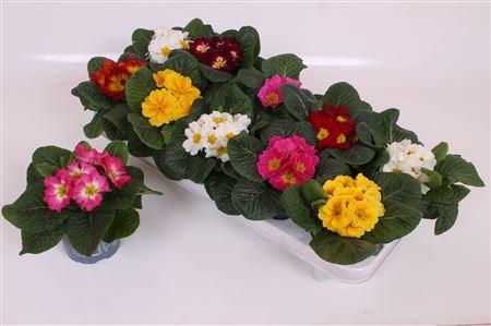 Горшечные цветы и растения оптом Prim Acaulis Gem от 10шт из Голландии с доставкой по России