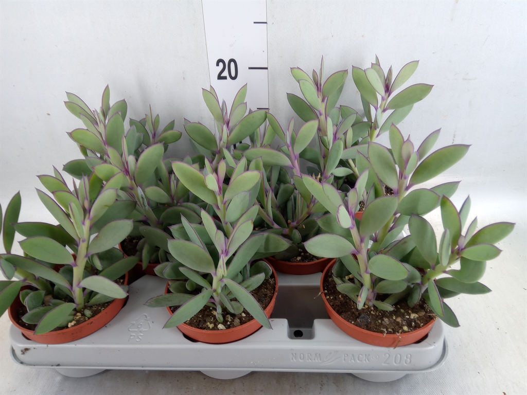 Горшечные цветы и растения оптом Senecio Crassissimus от 8шт из Голландии с доставкой по России