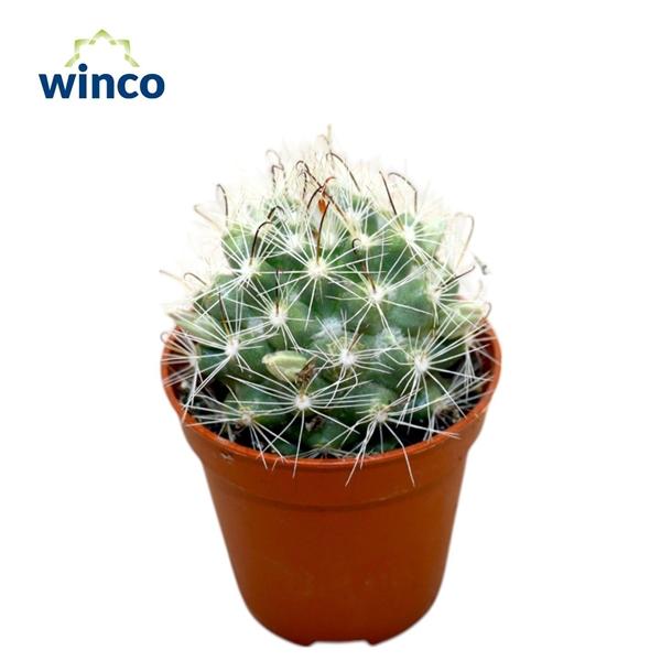 Горшечные цветы и растения оптом Mammillaria Insularis от 20шт (для телеги) из Голландии с доставкой по России