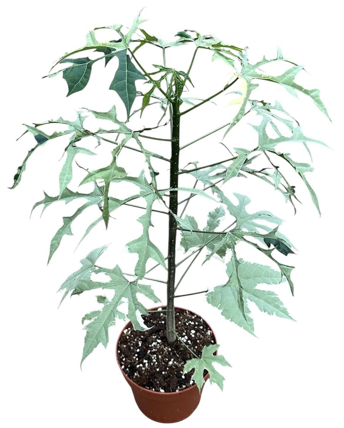 Горшечные цветы и растения оптом Cnidoscolus Aconitifolius Variegata от 1шт из Голландии с доставкой по России