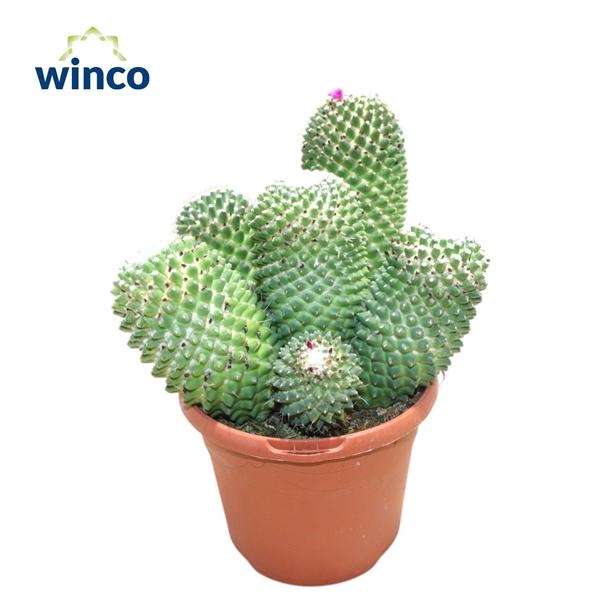 Горшечные цветы и растения оптом Mammillaria Toluca Group от 4шт из Голландии с доставкой по России