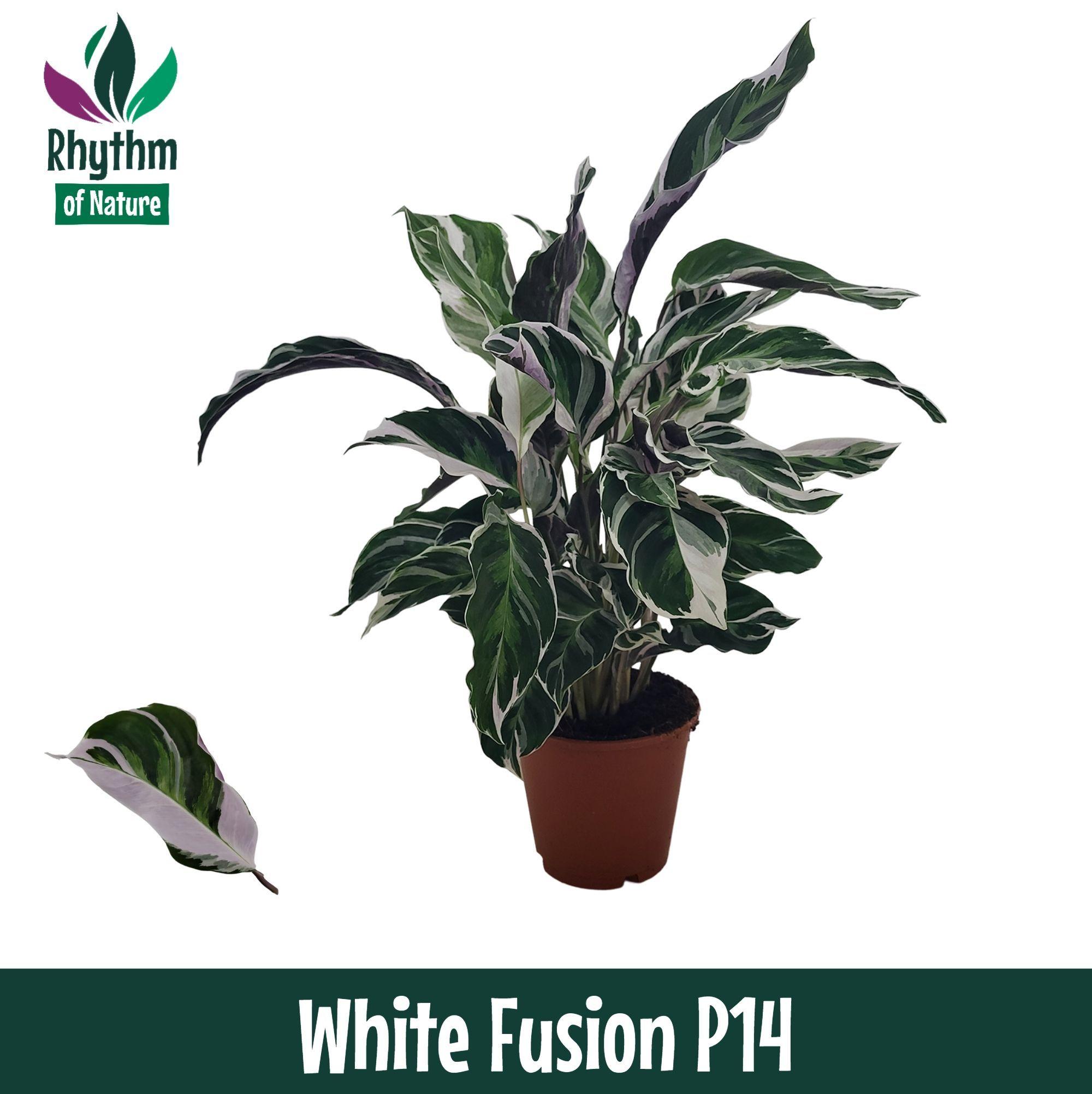 Горшечные цветы и растения оптом Calathea White Fusion Rhythm Of Nature от 8шт из Голландии с доставкой по России