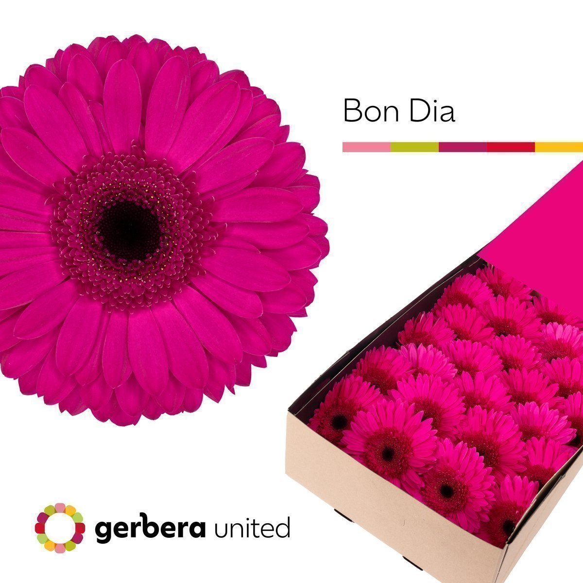 Срезанные цветы оптом Gerbera bon dia от 25шт из Голландии с доставкой по России