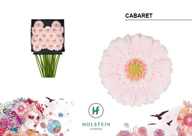 Срезанные цветы оптом Germini diamond cabaret от 20шт из Голландии с доставкой по России