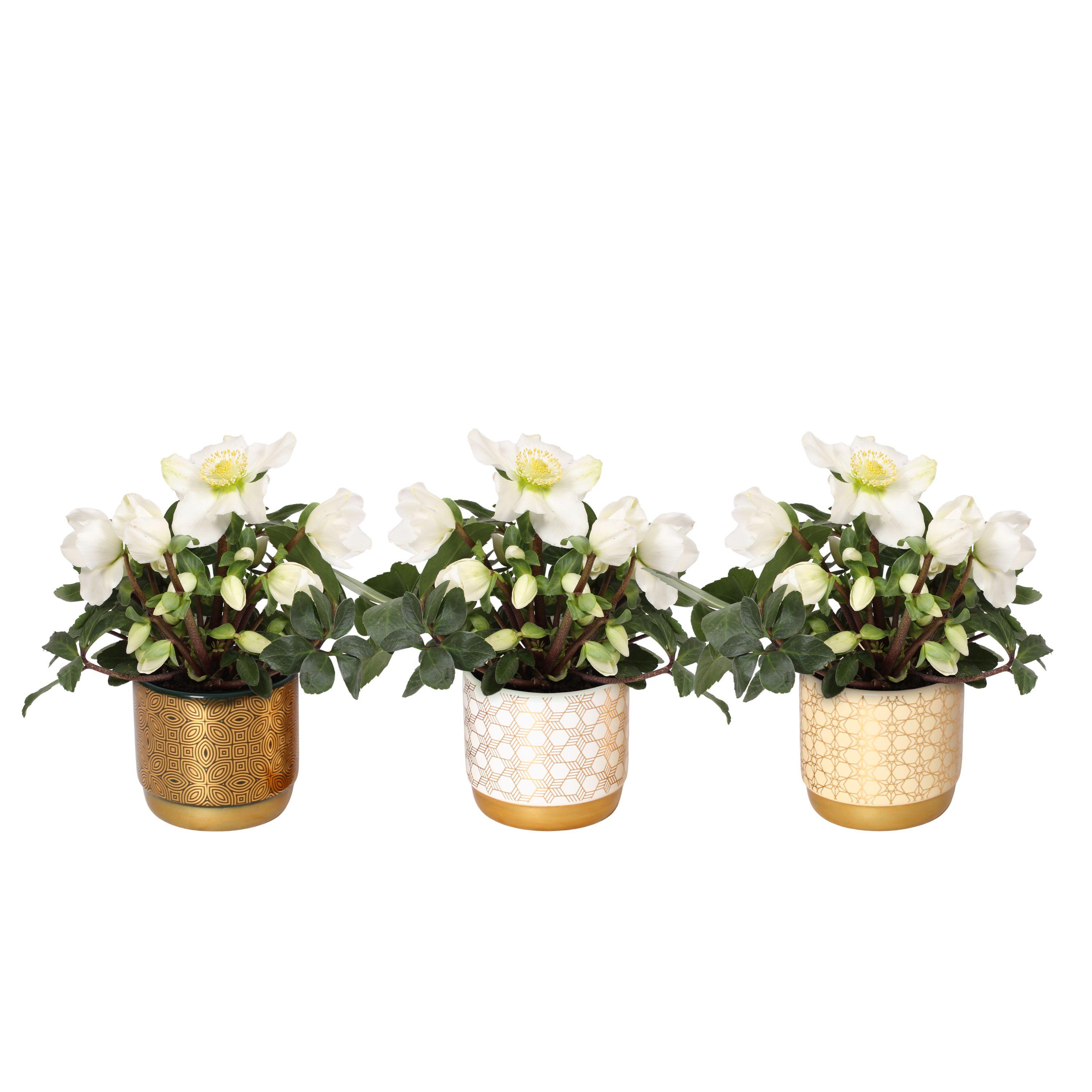 Горшечные цветы и растения оптом Helleborus N. Christmas Carol In Symmetry Pot Mix от 6шт из Голландии с доставкой по России