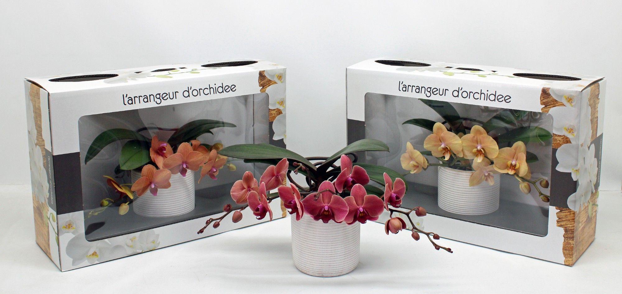 Горшечные цветы и растения оптом Phal Larrangeur Dorchidee Orange (groen) от 1шт из Голландии с доставкой по России