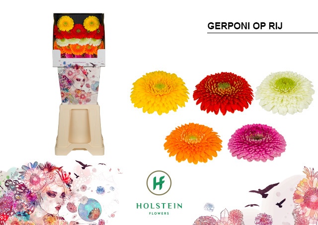 Срезанные цветы оптом Germini diamond gerponi mix in row от 80шт из Голландии с доставкой по России