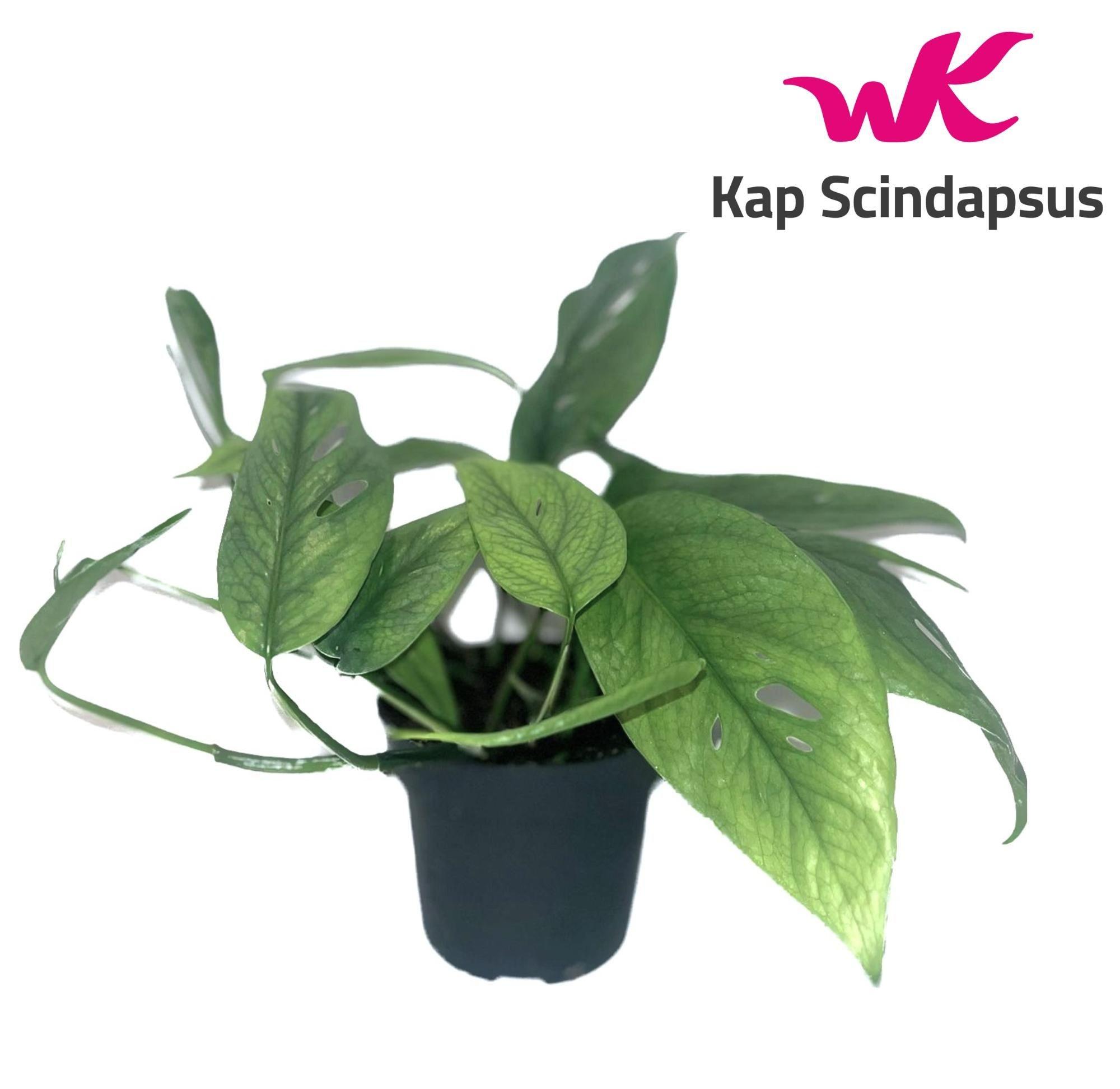 Горшечные цветы и растения оптом Epipremnum Pin. Cebu Blue от 8шт из Голландии с доставкой по России