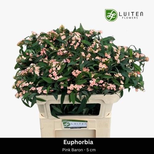 Срезанные цветы оптом Euphorbia sp pink baron от 80шт из Голландии с доставкой по России