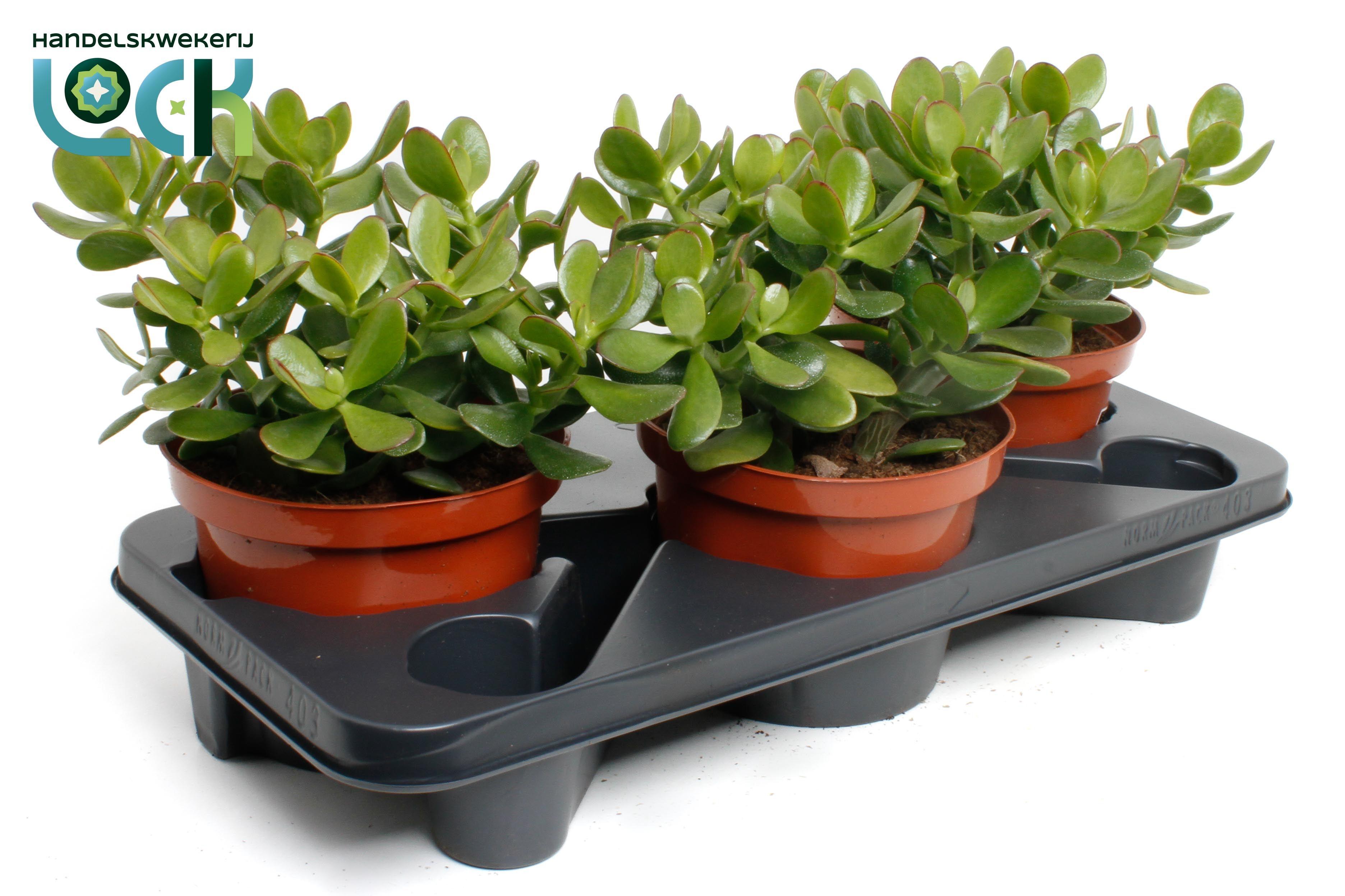 Горшечные цветы и растения оптом Crassula Ovata от 3шт из Голландии с доставкой по России