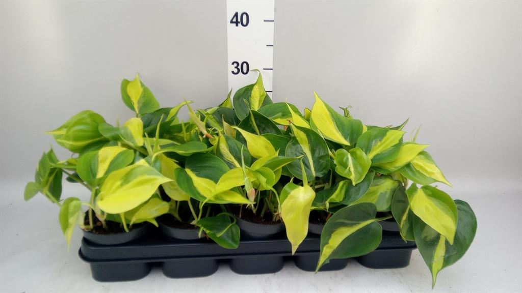 Горшечные цветы и растения оптом Philodendron Scandens Brasil от 10шт из Голландии с доставкой по России