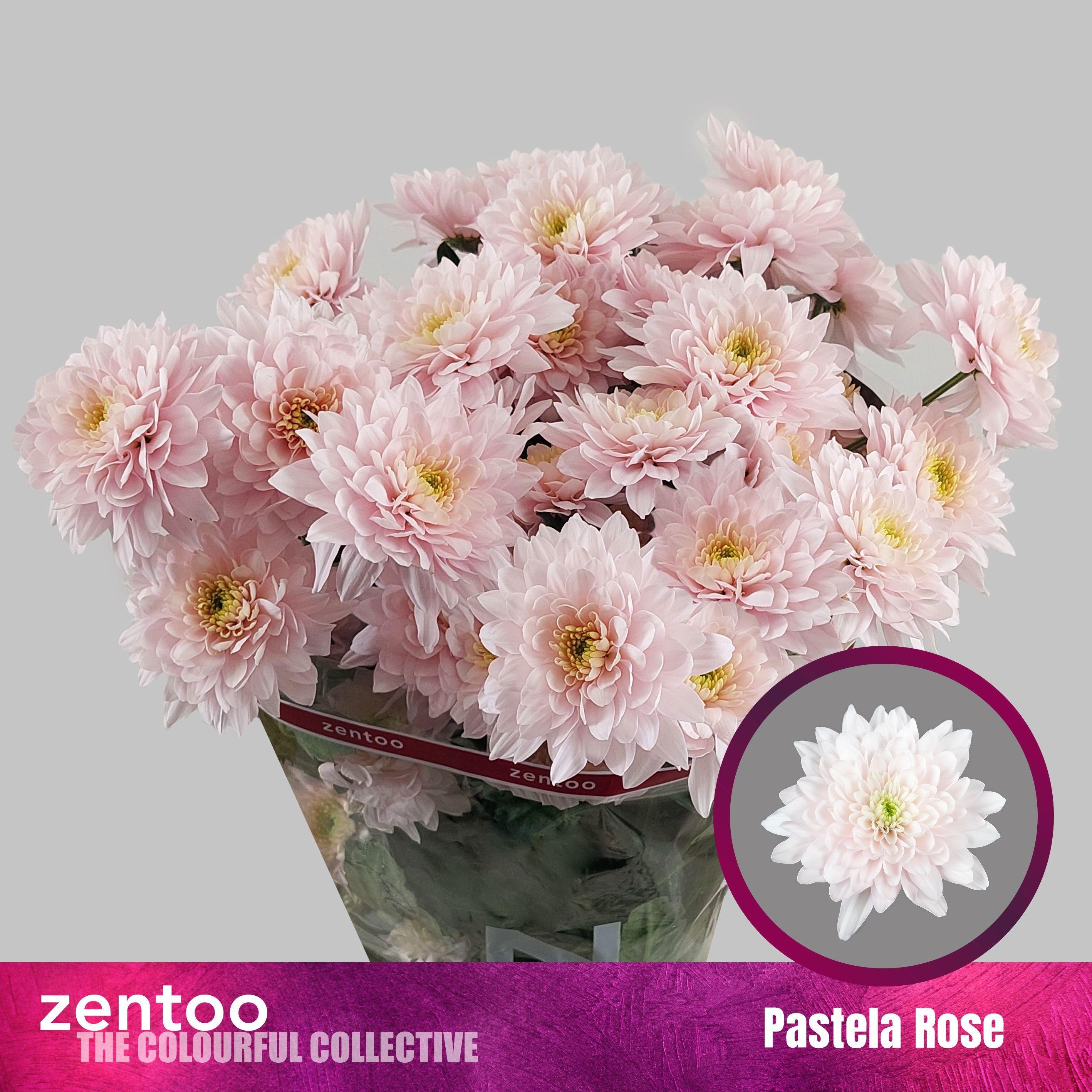 Срезанные цветы оптом Chrys sp pastela rose от 160шт. из Голландии с доставкой по России