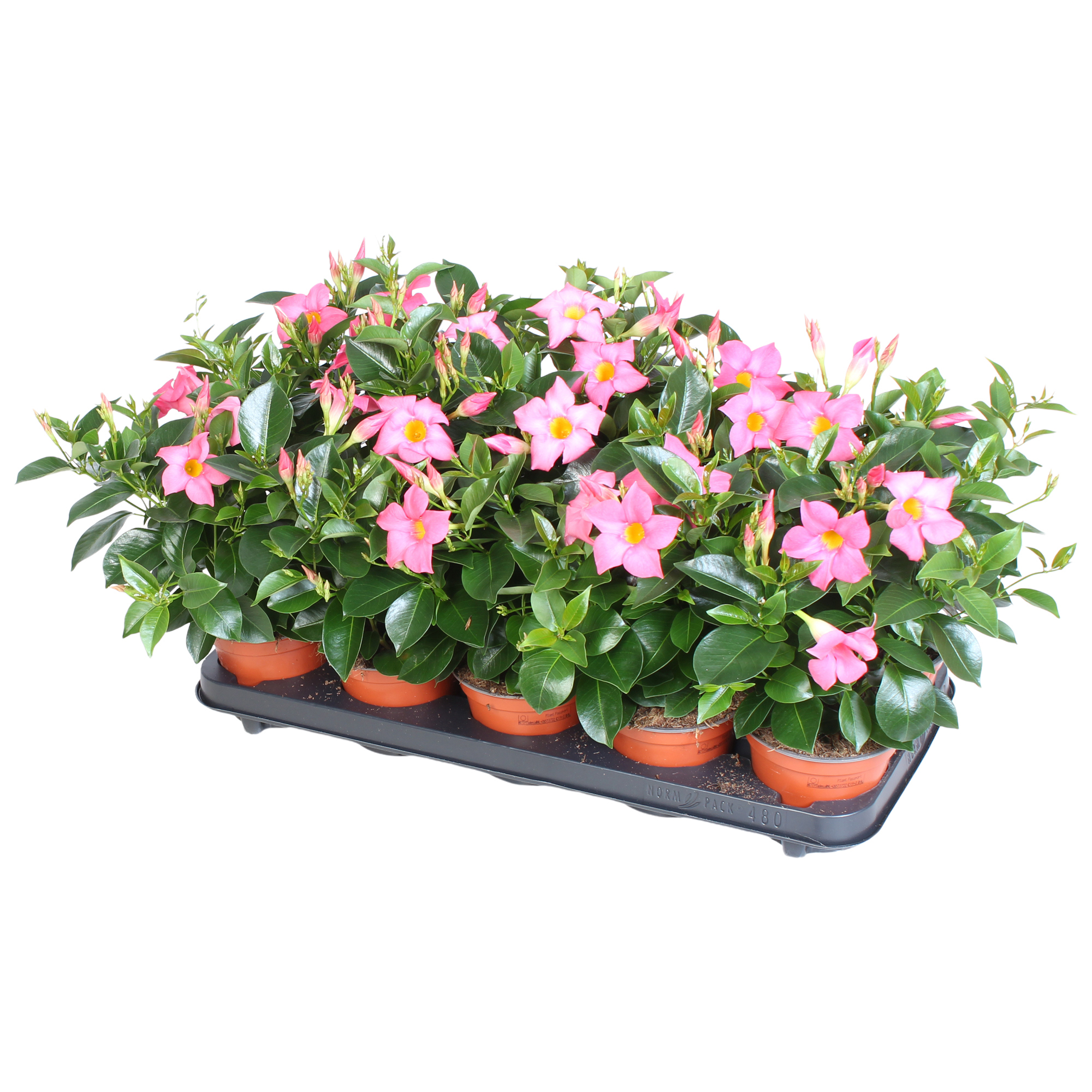 Горшечные цветы и растения оптом Mandevilla Rio, Rose 3 Stek Per Pot от 6шт из Голландии с доставкой по России