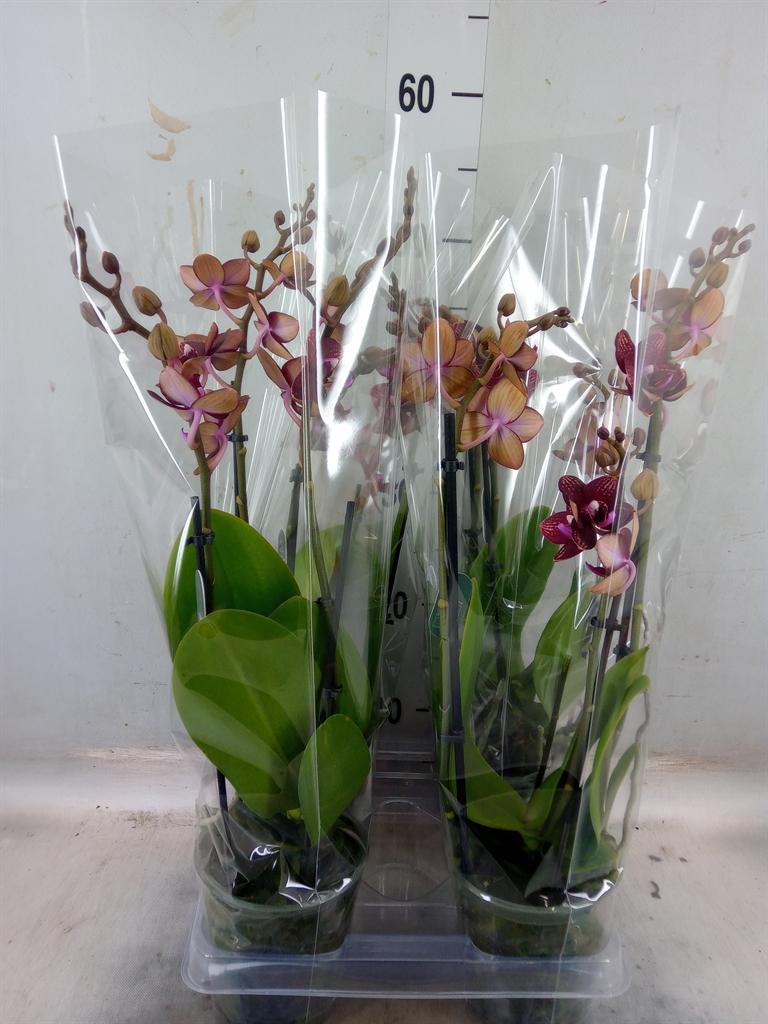 Горшечные цветы и растения оптом Phalaenopsis Multi.   ...red от 4шт из Голландии с доставкой по России