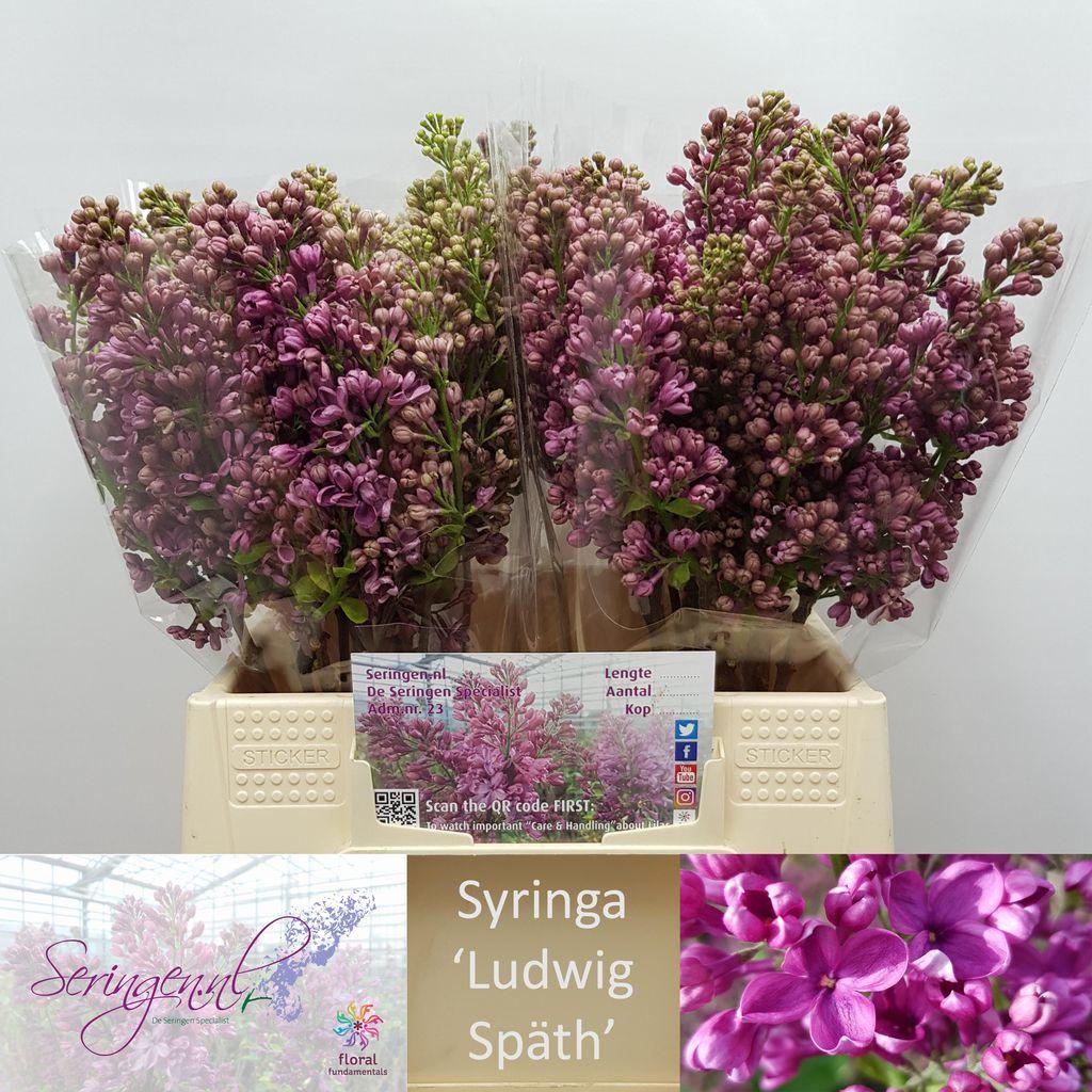 Срезанные цветы оптом Syringa andenken an ludwig spaeth от 20шт. из Голландии с доставкой по России