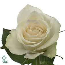 Срезанные цветы оптом Rosa la athena от 80шт. из Голландии с доставкой по России