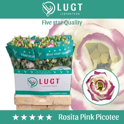 Срезанные цветы оптом Lisianthus do rosita pink picotee от 140шт. из Голландии с доставкой по России