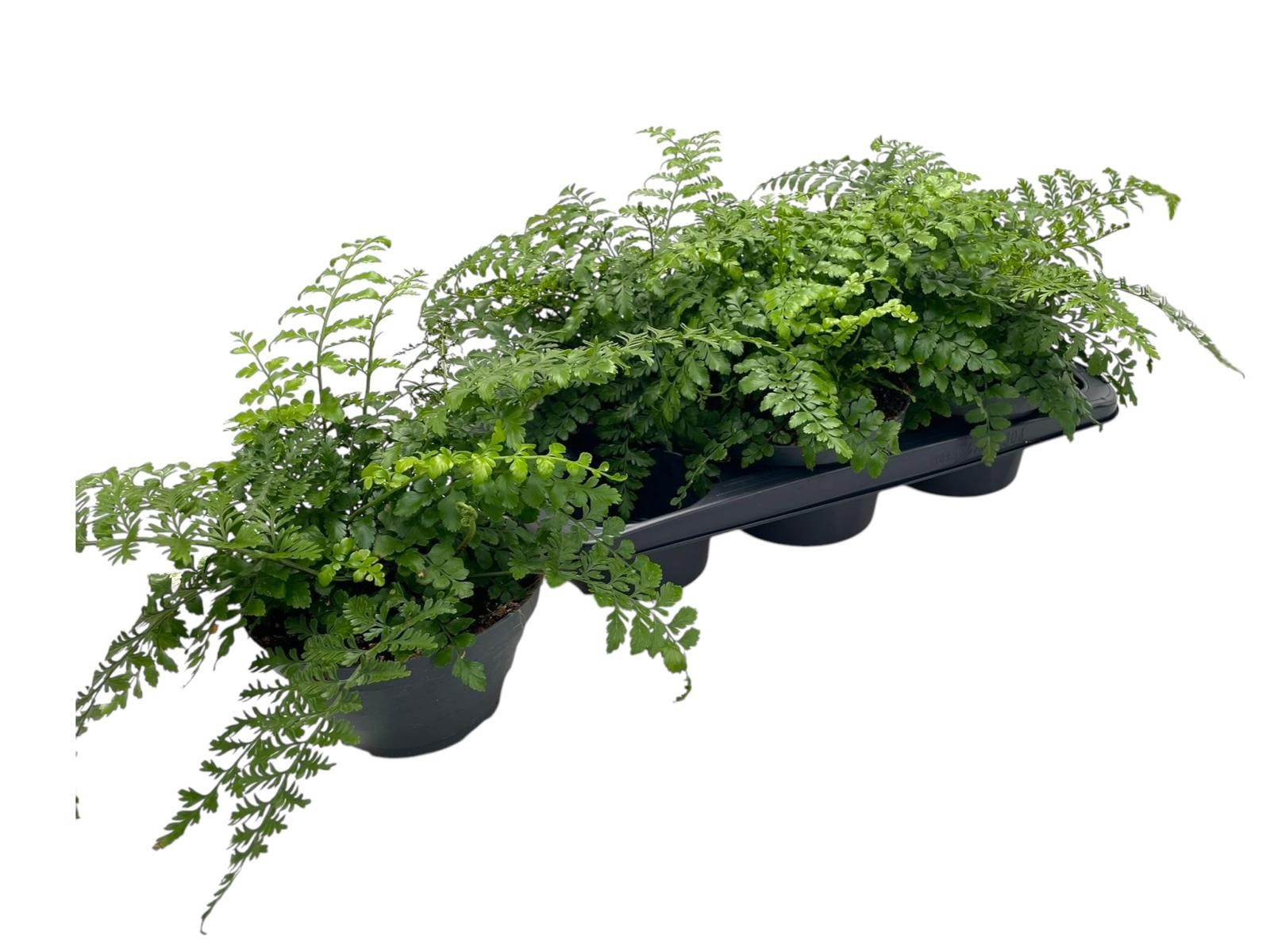 Горшечные цветы и растения оптом Asplenium Parvati от 6шт из Голландии с доставкой по России