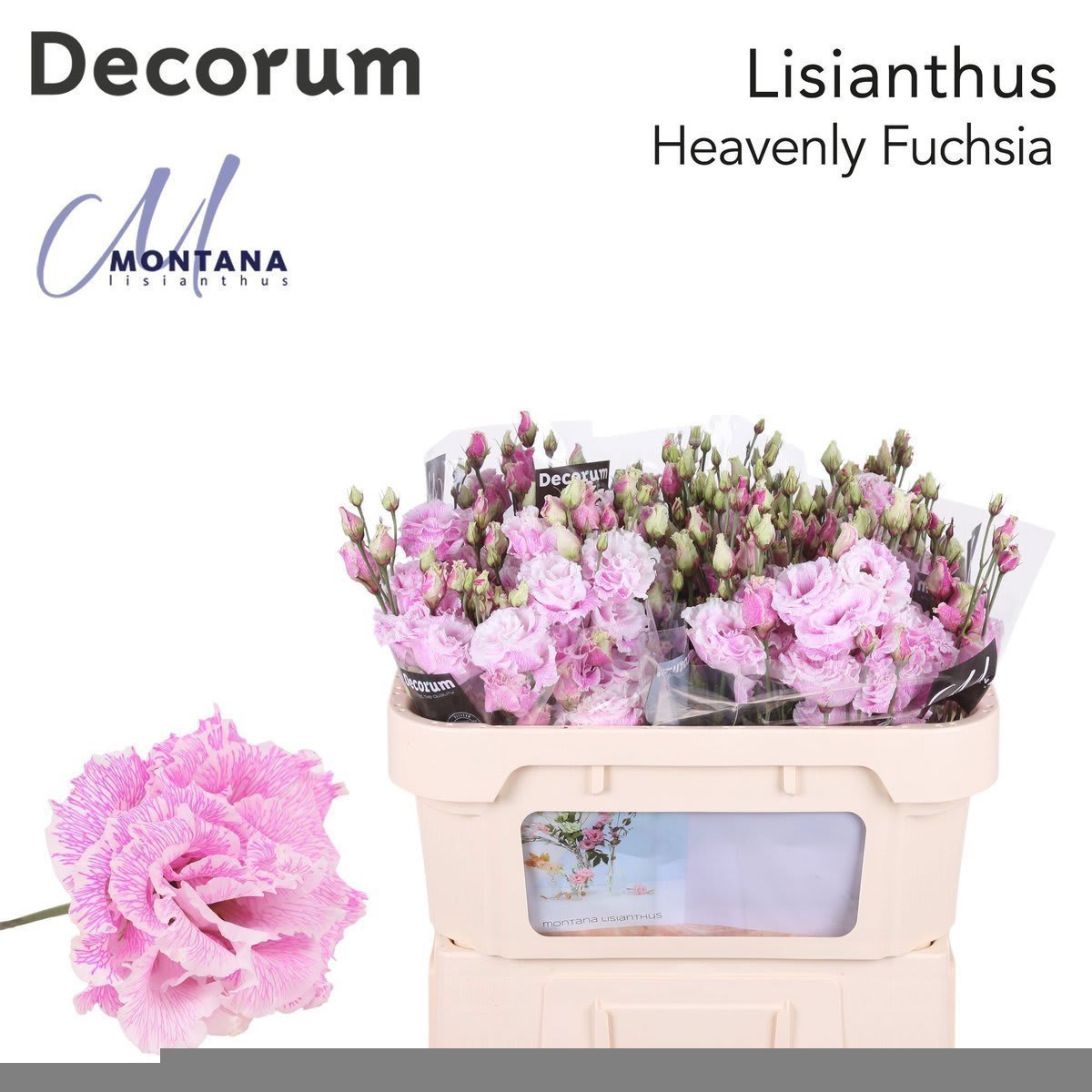 Срезанные цветы оптом Lisianthus do paint heavenly fuchsia от 140шт. из Голландии с доставкой по России