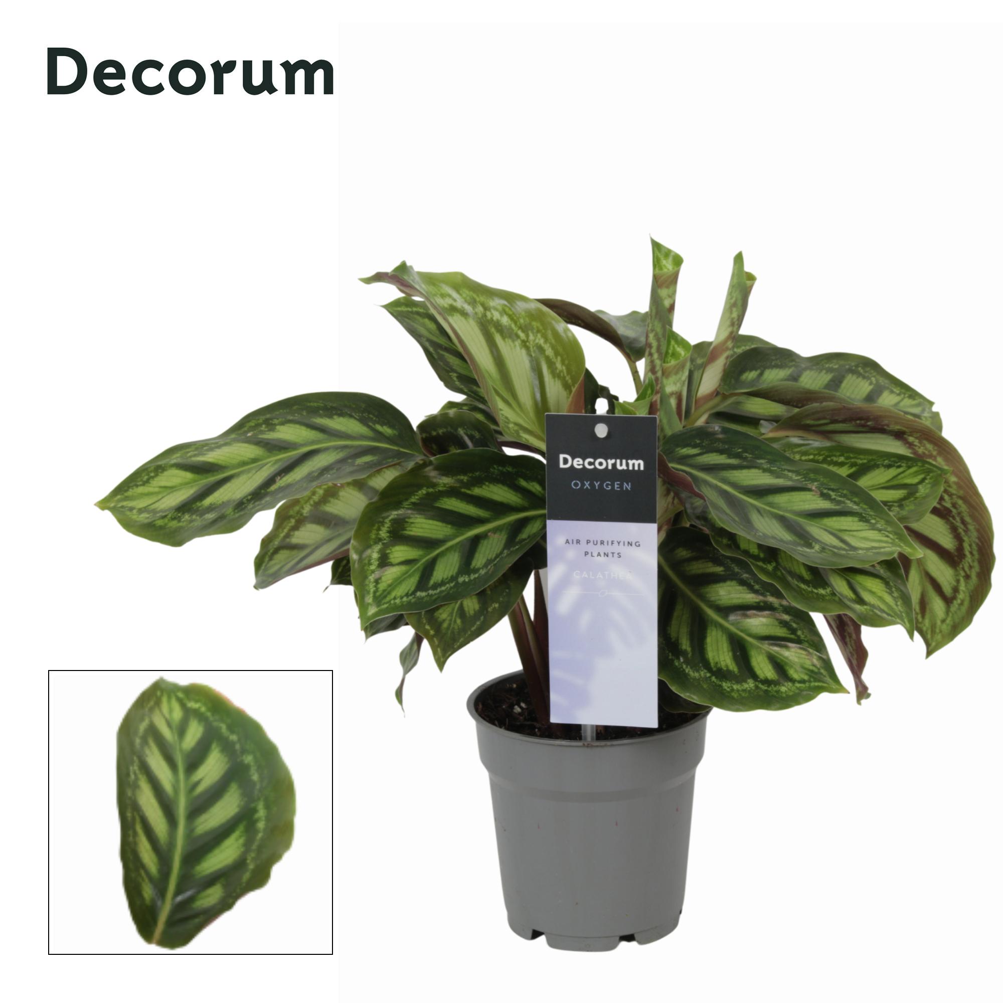 Горшечные цветы и растения оптом Calathea Moonlight (decorum) от 6шт из Голландии с доставкой по России
