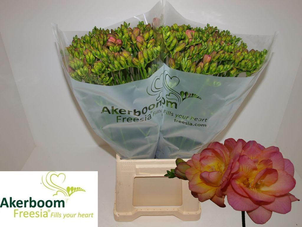 Срезанные цветы оптом Freesia do romantic peach от 100шт из Голландии с доставкой по России