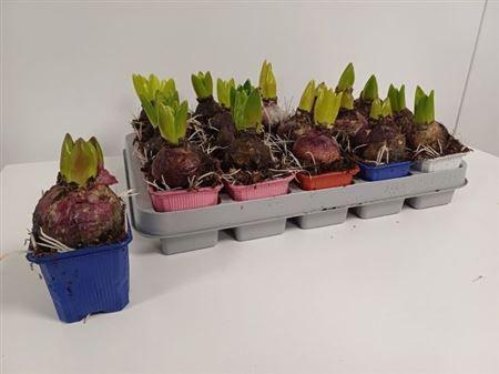 Горшечные цветы и растения оптом Hyacinthus Mix 1pp от 20шт (для телеги) из Голландии с доставкой по России Горшечные цветы и растения оптом Hyacinthus Mix 1pp от 20шт (для телеги) из Голландии с доставкой по России