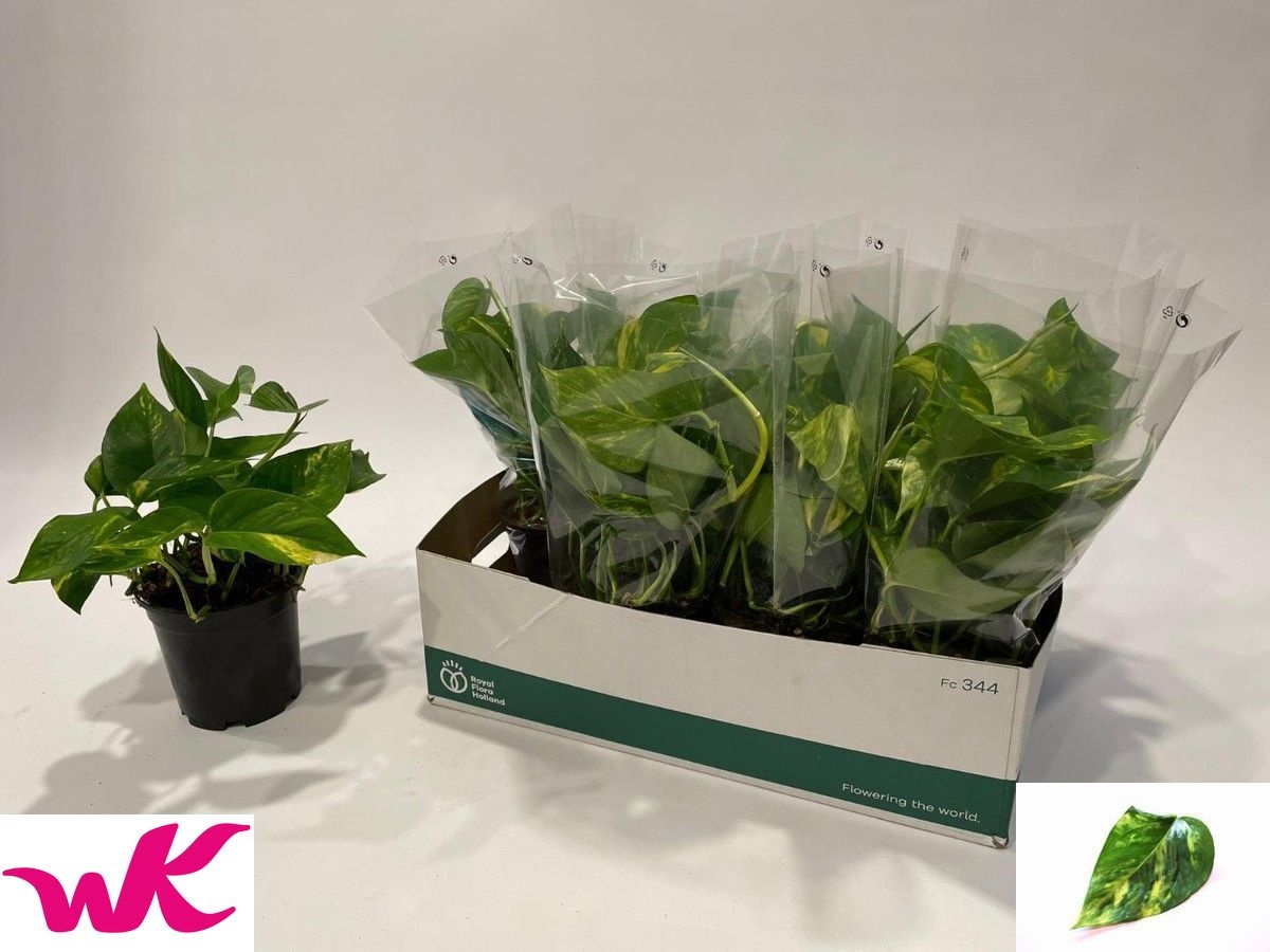 Горшечные цветы и растения оптом Epipr Aureum от 8шт из Голландии с доставкой по России