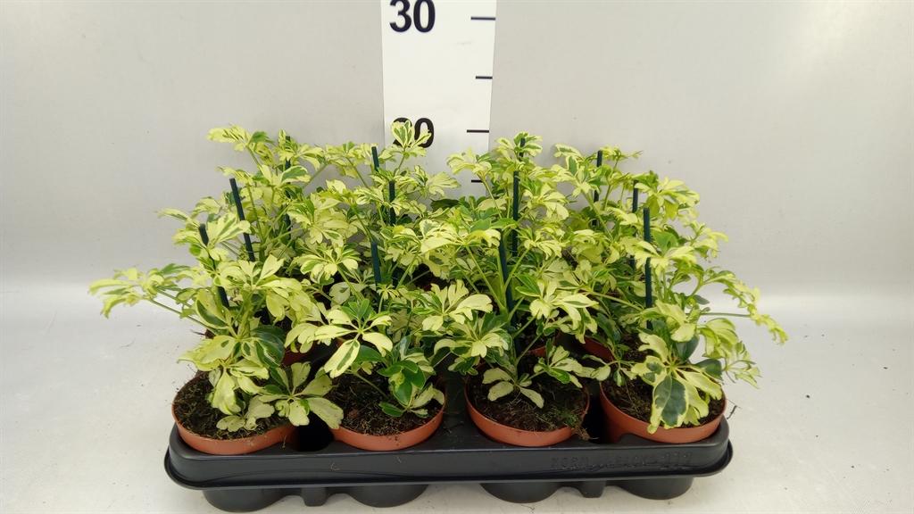 Горшечные цветы и растения оптом Schefflera Janine от 12шт (для телеги) из Голландии с доставкой по России