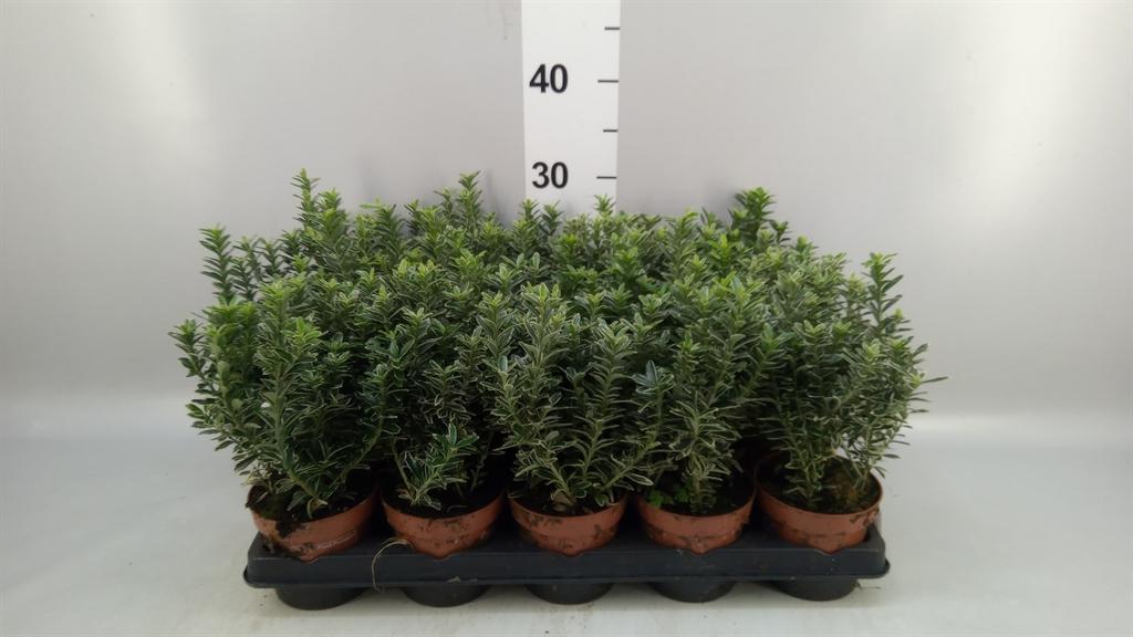 Горшечные цветы и растения оптом Euonymus Japon. microphyllus Albo от 15шт из Голландии с доставкой по России