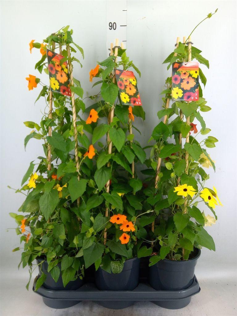 Горшечные цветы и растения оптом Thunbergia   ...mix 3 от 3шт из Голландии с доставкой по России