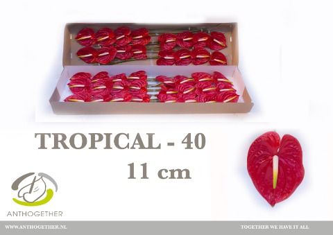 Срезанные цветы оптом Anthurium tropical от 40шт из Голландии с доставкой по России