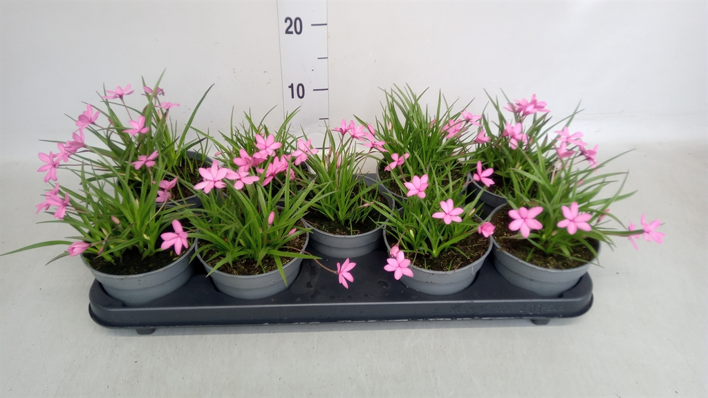 Горшечные цветы и растения оптом Rhodohypoxis Baurii от 9шт из Голландии с доставкой по России