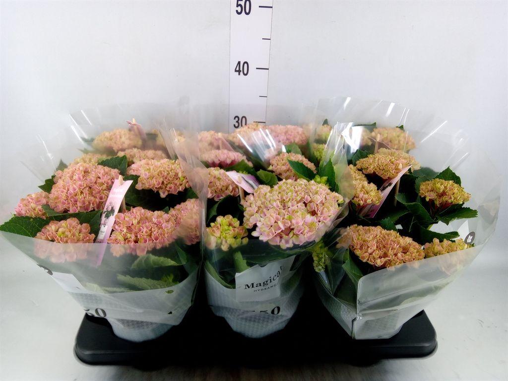 Горшечные цветы и растения оптом Hydrangea Ma Magical Revolution Pink 5+ от 6шт из Голландии с доставкой по России