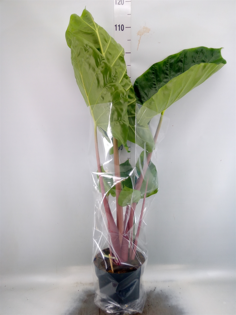 Горшечные цветы и растения оптом Alocasia   ... от 1шт (для телеги) из Голландии с доставкой по России