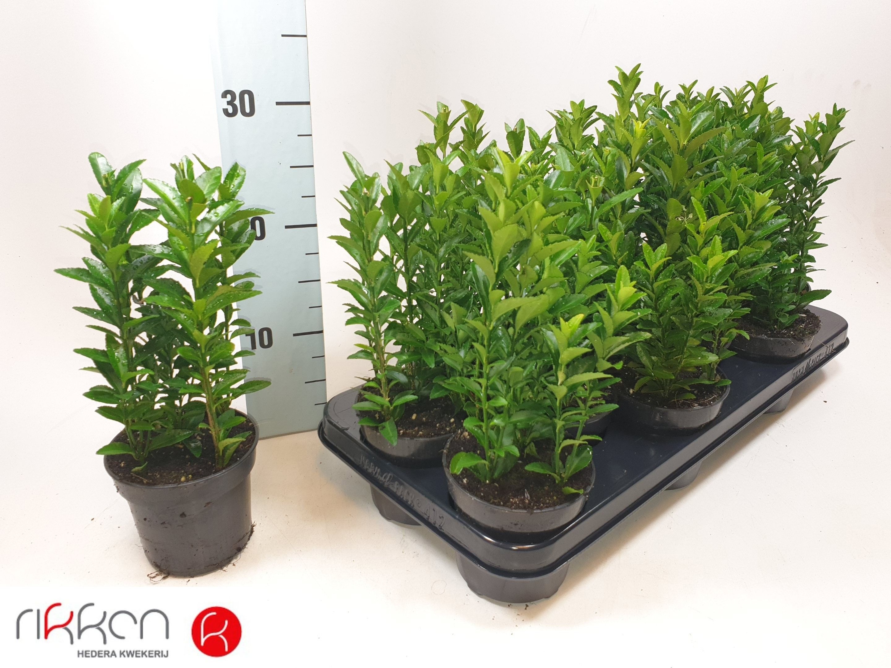 Горшечные цветы и растения оптом Euonymus Ja Gr Spire от 18шт (для телеги) из Голландии с доставкой по России