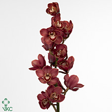 Срезанные цветы оптом Cymbidium red lucifer от 6шт из Голландии с доставкой по России