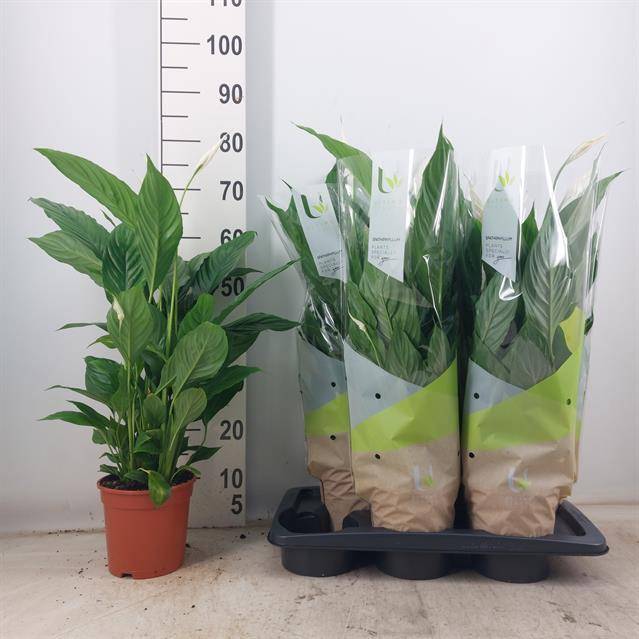 Горшечные цветы и растения оптом Spath Vivaldi от 6шт из Голландии с доставкой по России